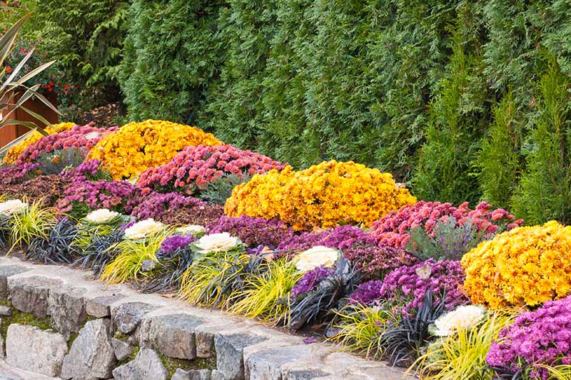 Есенни цветя